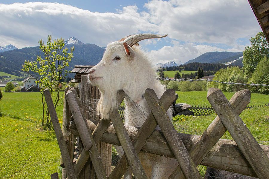 tiere-bauernhof-feriengut-flachau-2078.jpg